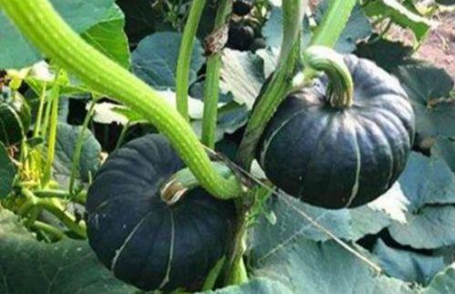 网红阿姨在网上吃瓜  第1张